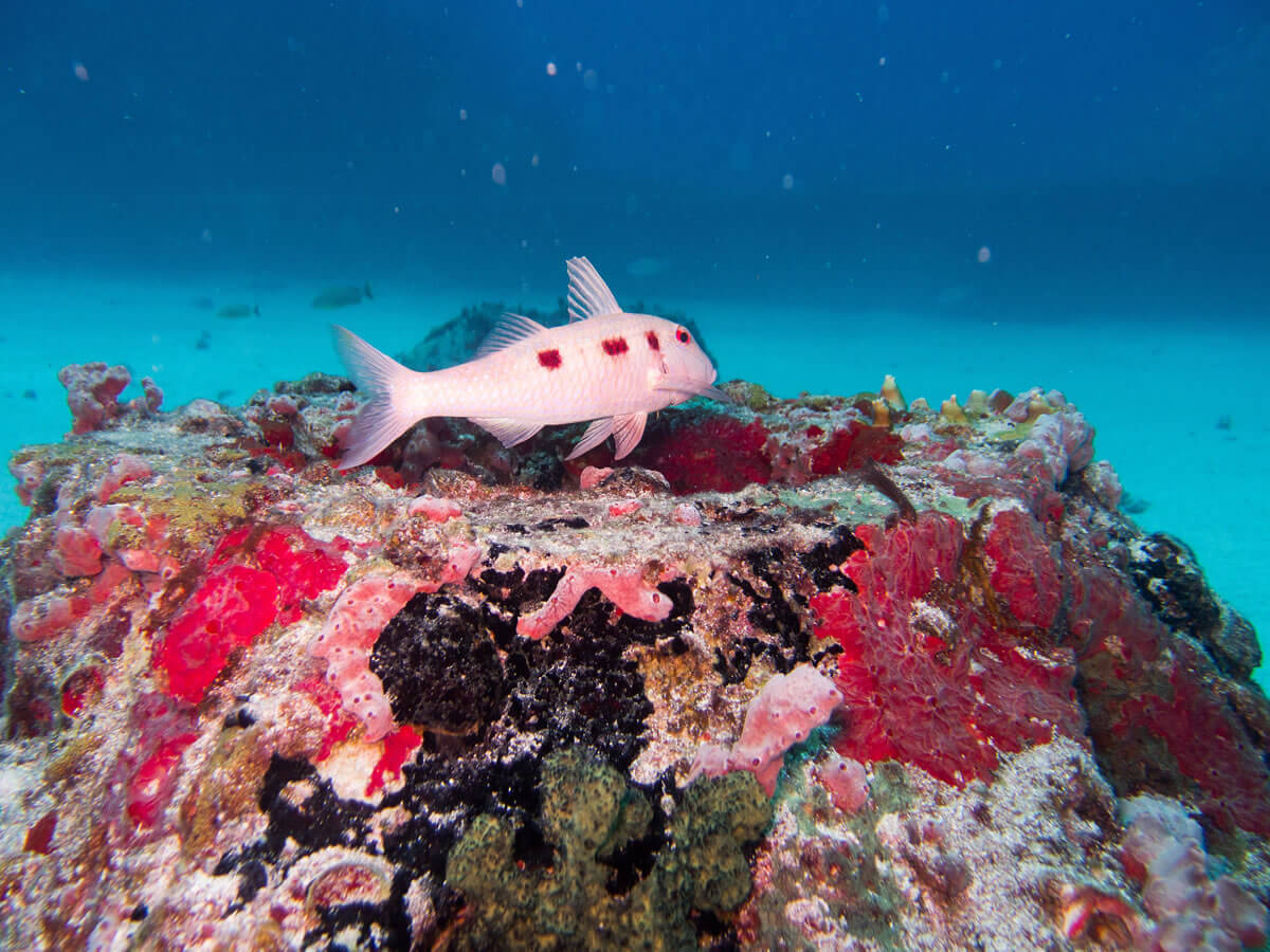 Man of War Shoal National Marine Park (St Maarten) | LAC Geo